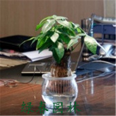 水養(yǎng)發(fā)財樹